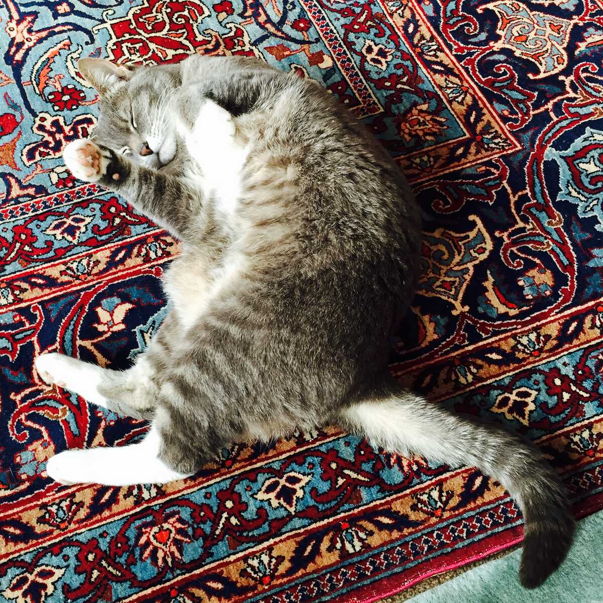 A cat stretching out on an ornamental rug